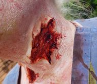 Silicone SFX Prosthetic Large Wound